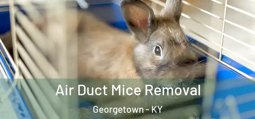 Air Duct Mice Removal Georgetown - KY